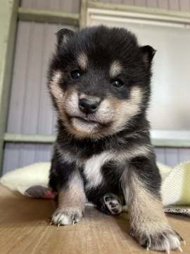 柴犬(標準サイズ)【静岡県・女の子・2021年11月22日・黒】の写真「可愛い顔立ちの女の子！」
