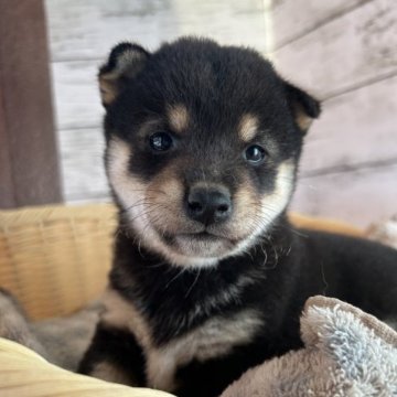 柴犬(標準サイズ)【静岡県・女の子・2023年9月6日・黒】の写真「小さめな女の子！」