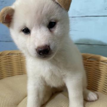 柴犬(標準サイズ)【静岡県・男の子・2022年5月15日・白】の写真「キレイな白い男の子！」