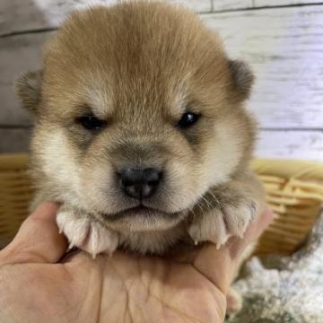 柴犬(標準サイズ)【静岡県・男の子・2022年10月24日・赤】の写真「貫禄ある男の子！」