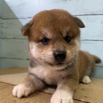 柴犬(豆柴)【静岡県・女の子・2022年5月25日・赤】の写真「可愛いお顔の女の子！」