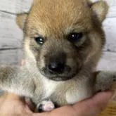 柴犬(標準サイズ)【静岡県・女の子・2022年8月8日・赤】の写真1