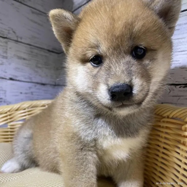 ID:2208-03275の子犬