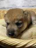 柴犬(標準サイズ)【静岡県・女の子・2022年8月8日・赤】の写真2