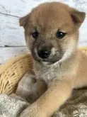 柴犬(標準サイズ)【静岡県・男の子・2023年4月19日・赤】の写真2