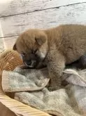 柴犬(標準サイズ)【静岡県・男の子・2023年11月14日・赤】の写真4