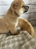 柴犬(標準サイズ)【静岡県・男の子・2023年4月19日・赤】の写真4