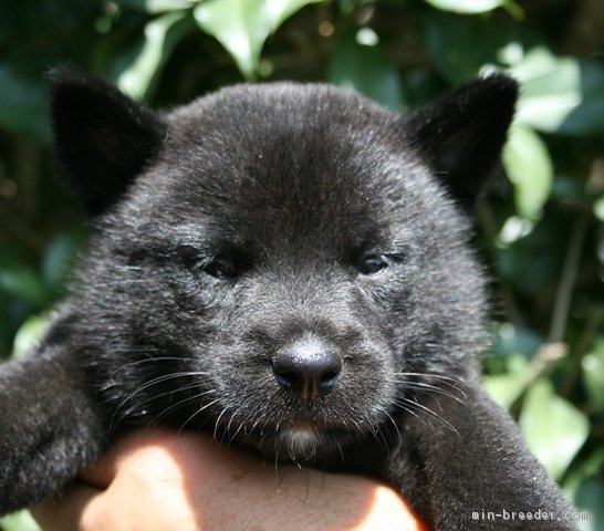 犬質の高い和犬を作れるように、努めています。｜岡部　博行(おかべ　ひろゆき)ブリーダー(埼玉県・甲斐犬など・日本犬保存会/甲斐犬愛護会登録)の紹介写真1