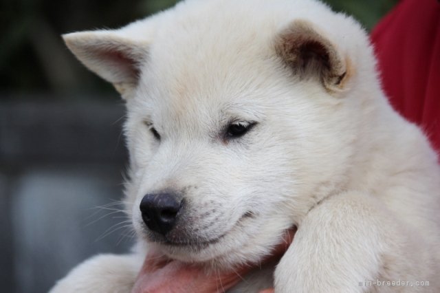 紀州犬 埼玉県 男の子 18年10月18日 白 魅力のある顔貌です みんなのブリーダー 子犬id 1901 017