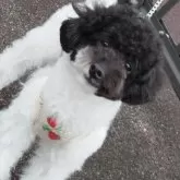 トイプードル(トイ)【福島県・女の子・2022年10月1日・パーティーカラー】の写真1「パーティーカラープードル温厚でとても優しい性格の女の子です」