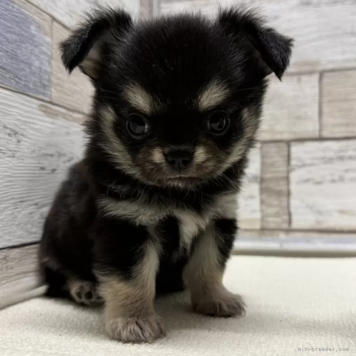 ID:2410-01491の子犬