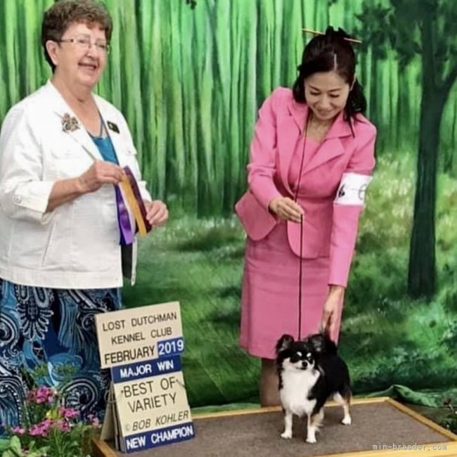2019.Lost Dutchman kennelClub in Arizona.アメリカCH.獲得｜白附　真美(しらつき　まみ)ブリーダー(福岡県・チワワ(ロング)など・JKC登録)の紹介写真5