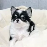 チワワ(ロング)【福岡県・女の子・2024年11月28日・ブラッククリームアンドホワイト】の写真12