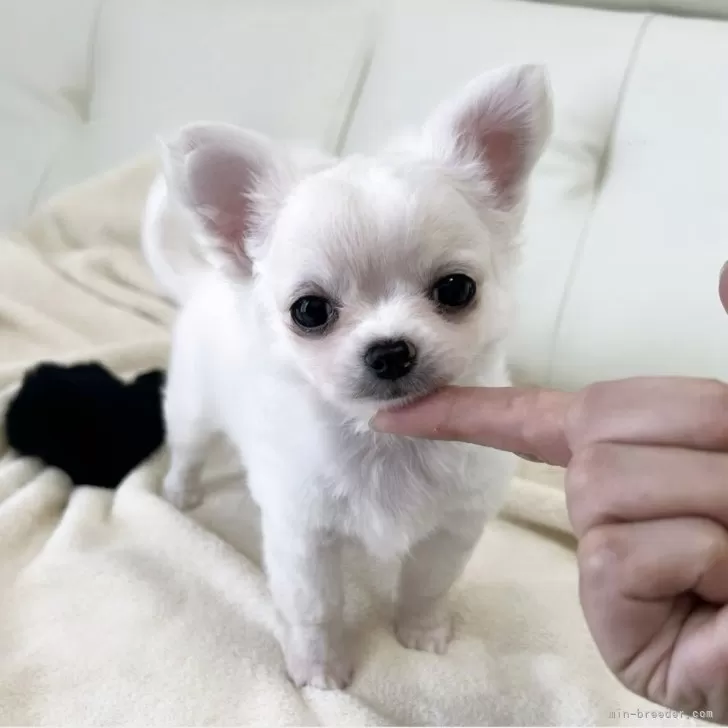 ID:2505-04961の子犬
