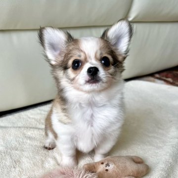 チワワ(ロング)【福岡県・男の子・2025年3月21日・レッドアンドホワイト】の写真「おおらかでマイペースな子ですෆ˚*」