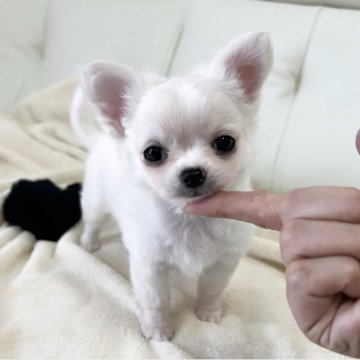 チワワ(ロング)【福岡県・男の子・2025年3月18日・クリームアンドホワイト】の写真「明るくて人懐っこい子ですෆ˚*」