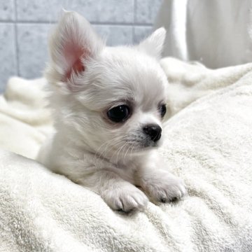チワワ(ロング)【福岡県・男の子・2025年3月18日・クリームアンドホワイト】の写真「明るくて大人しい子ですෆ˚*」