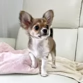 チワワ(ロング)