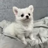 チワワ(ロング)