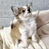 チワワ(ロング)