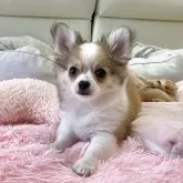 チワワ(ロング)
