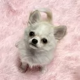 チワワ(ロング)