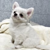 チワワ(ロング)