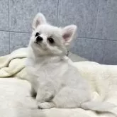 チワワ(ロング)