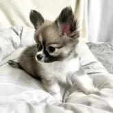 チワワ(ロング)
