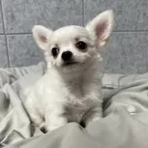 チワワ(ロング)