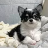 チワワ(ロング)【福岡県・女の子・2024年11月28日・ブラッククリームアンドホワイト】の写真1