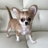 チワワ(ロング)