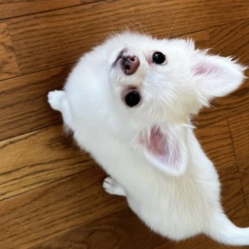 チワワ(ロング)【福岡県・男の子・2022年10月19日・ホワイト】の写真「人懐っこいおしっぽふりふりで、ついてきます♡」