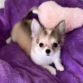 チワワ(ロング)【福岡県・男の子・2024年4月22日・レッド&ホワイト】の写真4