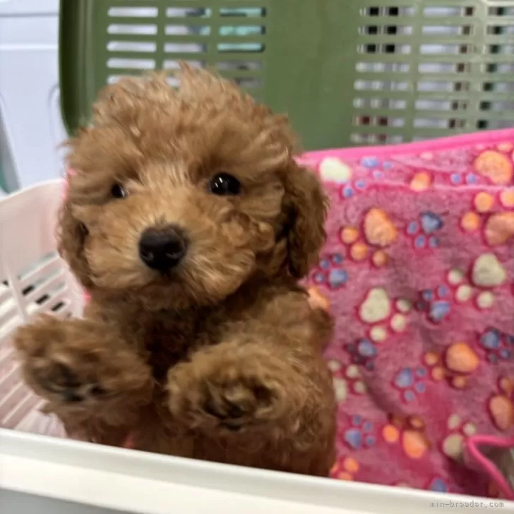 ID：2403-05151の子犬