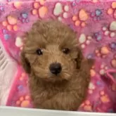 トイプードル(トイ)【大分県・女の子・2024年1月7日・レッド】の写真2