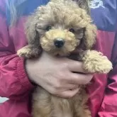 トイプードル(トイ)【大分県・女の子・2024年1月7日・レッド】の写真3