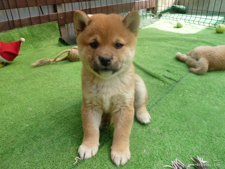 名取　悟(なとり　さとる)ブリーダー(山梨県・柴犬・日本犬保存会登録)の紹介写真1
