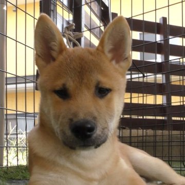 柴犬(標準サイズ)【山梨県・男の子・2024年6月3日・赤毛】の写真「好奇心旺盛なんです。」