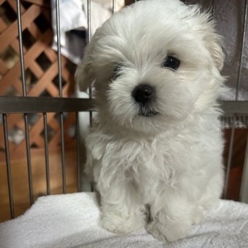 マルチーズ【宮城県・女の子・2024年8月12日・ホワイト】の写真「血統もよくとても性格が良いです！」
