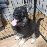 ジャーマン・シェパード・ドッグ【千葉県・女の子・2025年7月24日・ブラックタン】の写真5「遊び疲れた様子。耳がウサギみたいになりました🤭」