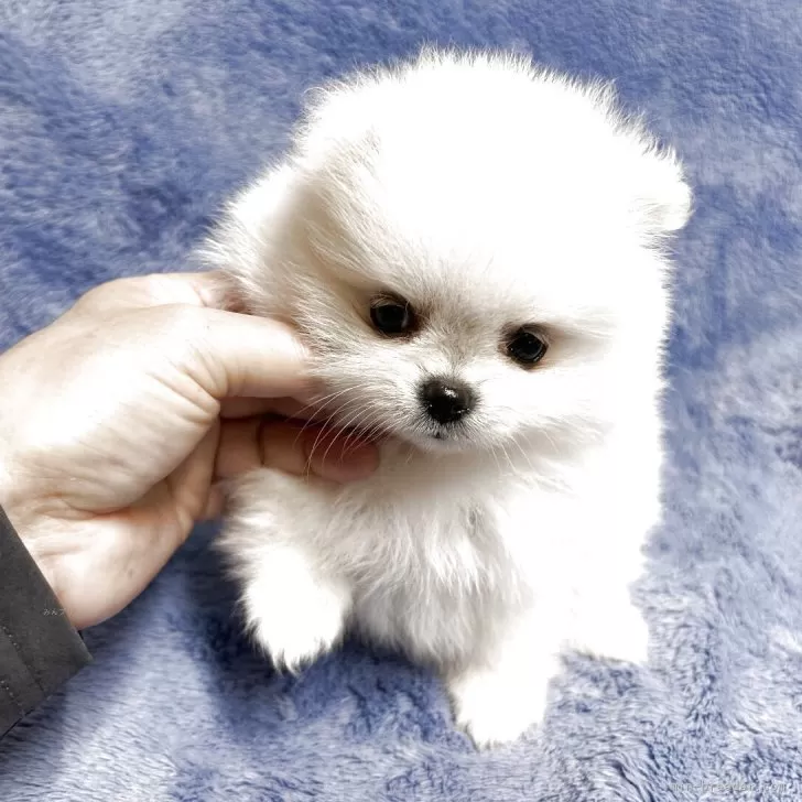 M.I 様のお迎えした子犬