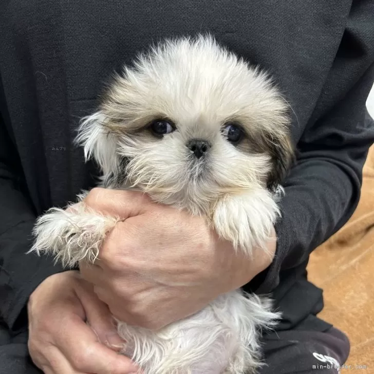 ID:2411-05903の子犬