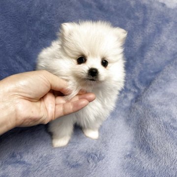 ポメラニアン【佐賀県・女の子・2025年9月13日・クリーム】の写真「可愛いポメちゃん🐶」