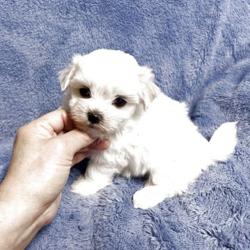 マルチーズ【佐賀県・男の子・2025年9月25日・ホワイト】の写真「お目目くりくりの男の子🐶」