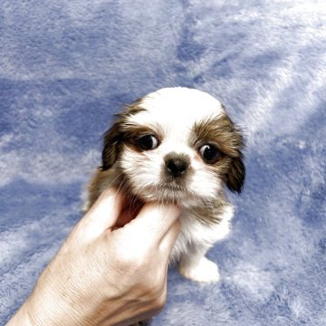 シーズー【佐賀県・女の子・2025年6月11日・ゴールド&ホワイト】の写真「可愛いシーズーちゃん🐶」