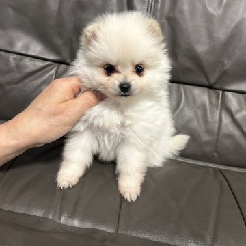 ポメラニアン【佐賀県・女の子・2025年2月2日・クリーム】の写真「可愛いポメちゃん🐶」