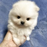 ポメラニアン