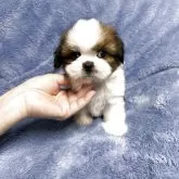 シーズー