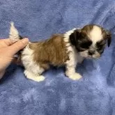 シーズー【佐賀県・女の子・2024年11月30日・ゴールド&ホワイト】の写真4